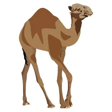 Arabian camel dromedary vector flat isolated illustration Stock Illustration