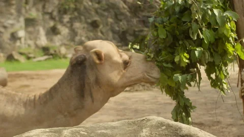 An Arabian camel eats the leaves of a tree. Zoo of Vietnam. Close-up of a camel Stock Footage 231068350