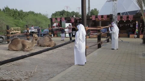 Arabian Camels in a barn Stock Footage 54695706