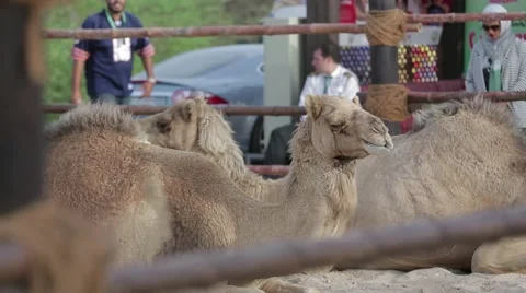 Arabian Camels in a barn Stock Footage 54698370