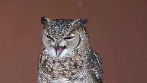 An Arabian eagle-owl (Bubo milesi) perched Stock Footage 328441116