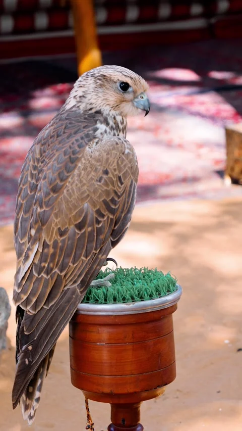 Arabian falcon bird sits on perch in courtyard of residential building. Al Seef  Stock Footage 302537469