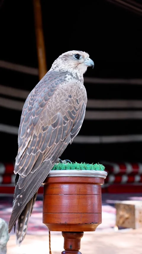 Arabian falcon bird sits on perch in courtyard of residential building. Al Seef  Stock Footage 302537497