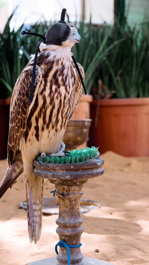 Arabian falcon bird sits on perch in courtyard of residential building. Al Seef  Stock Footage 302537560
