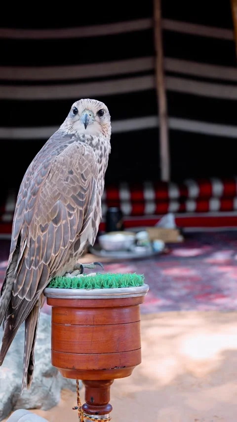 Arabian falcon bird sits on perch in courtyard of residential building. Al Seef  Stock Footage 302537615