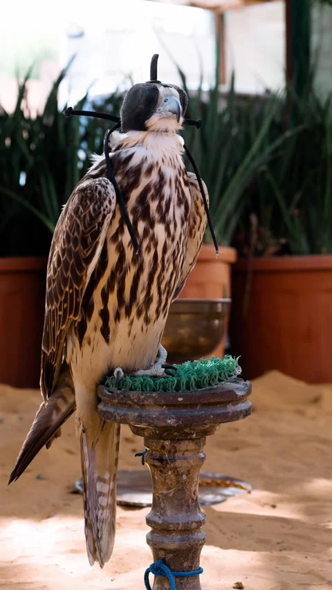 Arabian falcon bird sits on perch in courtyard of residential building. Al Seef  Stock Footage 302537638
