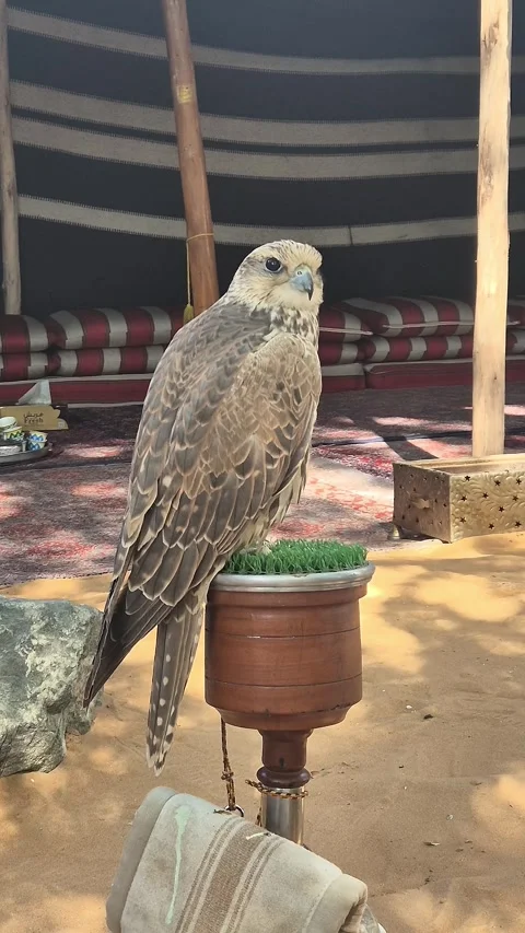 Arabian falcon bird sits on perch in courtyard of residential building. Al Seef  Stock Footage 302545995