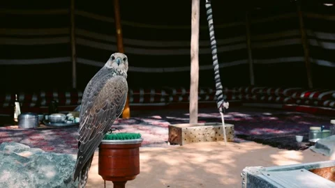 Arabian falcon bird sits on perch in courtyard of residential building, Dubai Stock Footage 304889459
