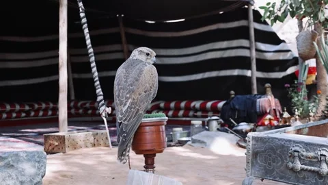 Arabian falcon bird sits on perch in courtyard of residential building, Dubai Stock Footage 304890979