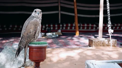 Arabian falcon bird sits on perch in courtyard of residential building, Dubai Stock Footage 304891284