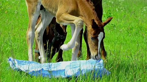 Arabian foal exploring an plastic sheet on meadow Stock Footage 37246236