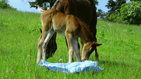 Arabian foal exploring a plastic sheet on meadow Stock Footage 37246685