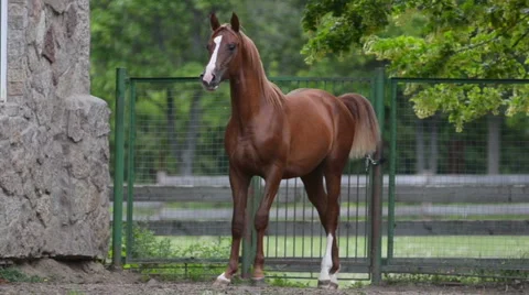 Arabian foal Stock Footage 54047742
