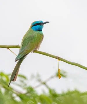 Arabian Green Bee Eater on a tree Stock Photos