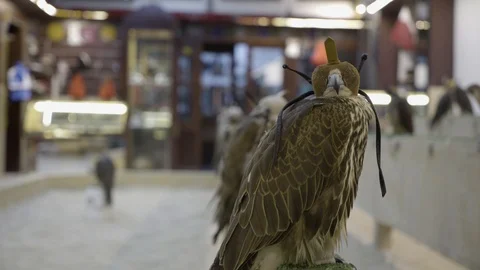 Arabian hawk Vídeos de archivo 89689643