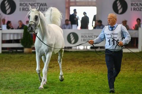 Arabian Horse Days in Janow Podlaski, Poland - 15 Aug 2021 Stock Photos
