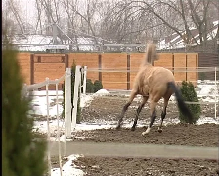 Arabian horse 库存影片 1066879