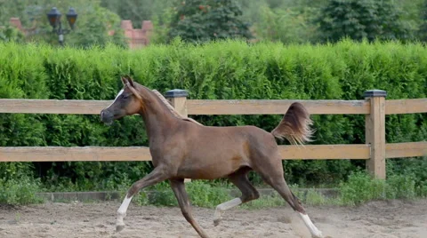Arabian horse Stock Footage 54047615
