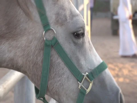 Arabian horse Stock Footage 112776124