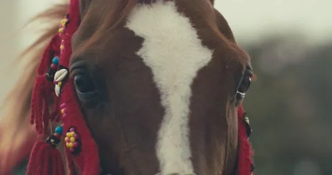 Arabian horse 스톡 동영상 185546485