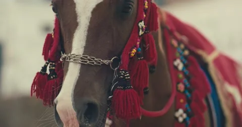 Arabian horse 스톡 동영상 185547145