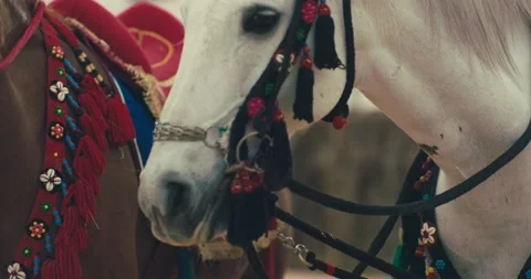 Arabian horse 스톡 동영상 185548826