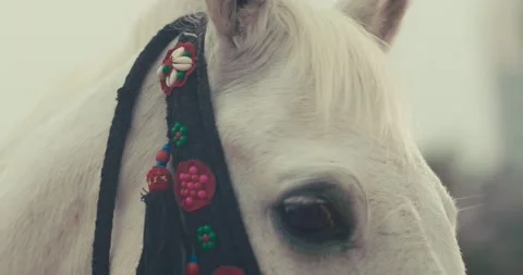 Arabian horse 스톡 동영상 186460432