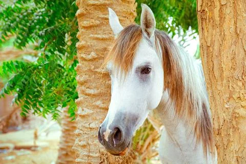 Arabian horse with palm trees and green scenerie Stock Photos
