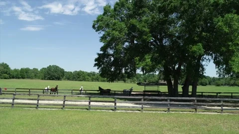 Arabian Horses Video stock 135465664