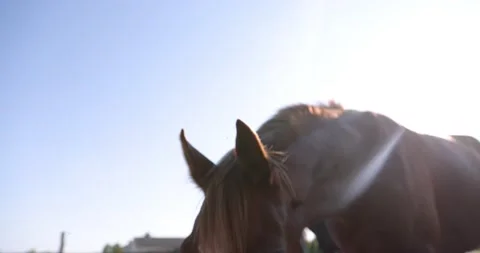 Arabian horses on the paddock Stock Footage 162487370