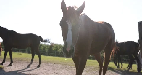 Arabian horses on the paddock Stock Footage 162487397
