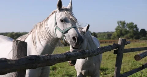 Arabian horses on the paddock Stock Footage 162487414