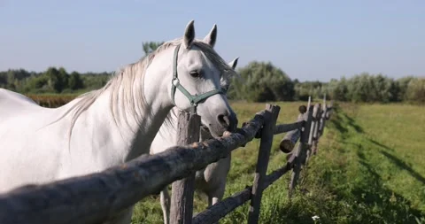 Arabian horses on the paddock Stock Footage 162487448