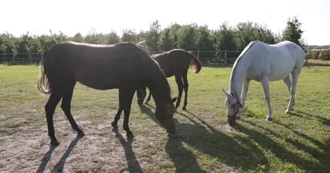 Arabian horses on the paddock Stock Footage 162487512