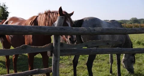 Arabian horses on the paddock Stock Footage 162487603