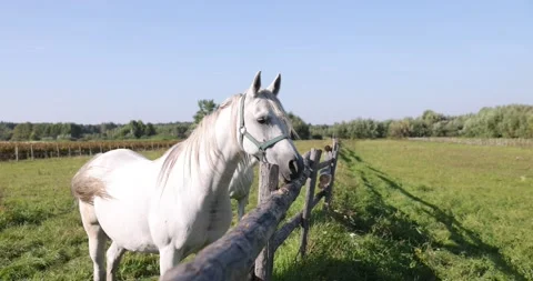 Arabian horses on the paddock Stock Footage 162487641