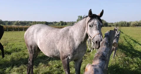 Arabian horses on the paddock Stock Footage 162487706
