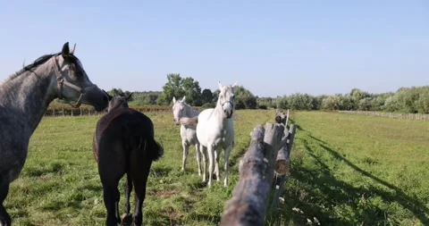 Arabian horses on the paddock Stock Footage 162487788