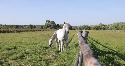 Arabian horses on the paddock Stock Footage 162487867