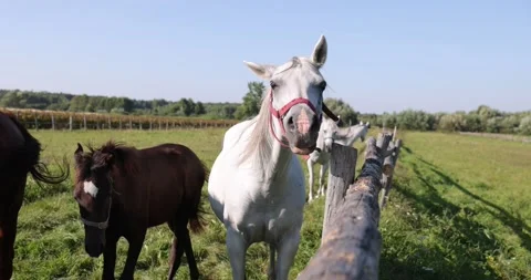 Arabian horses on the paddock Stock Footage 162487906