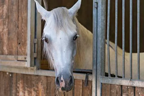 Arabian horses Stock Photos