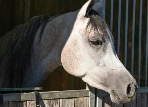 Arabian horses Stock Photos