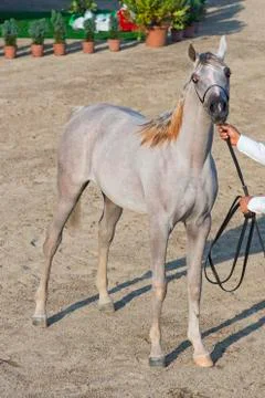 Arabian horses Stock Photos