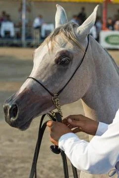 Arabian horses Stock Photos