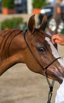 Arabian horses Stock Photos