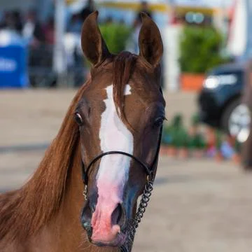 Arabian horses Stock Photos
