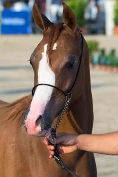 Arabian horses Stock Photos