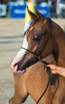 Arabian horses Stock Photos