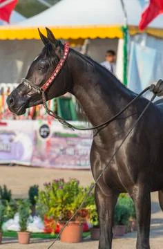 Arabian horses Stock Photos