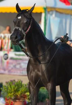 Arabian horses Stock Photos